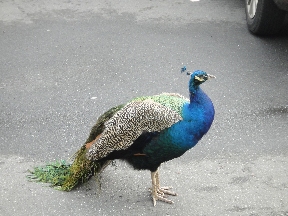 Peacock with draping tail stands at attention